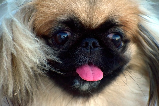 Common Pekingese Health Issues