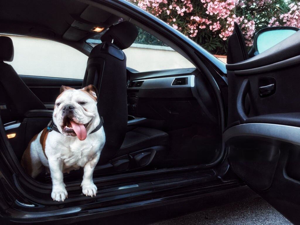 Dangers of Leaving Dogs in Cars at 60 Degrees