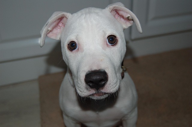 Dog Food for Pitbulls