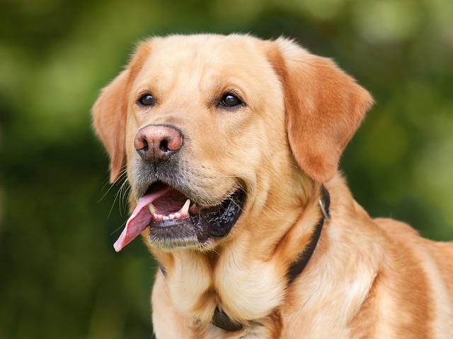 Feed a Dog When Out of Dog Food