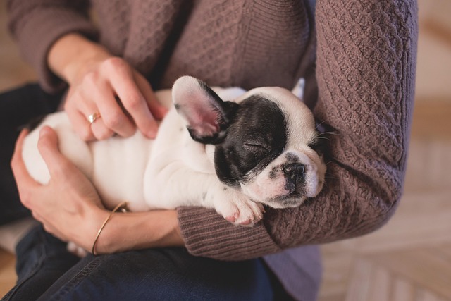 Foster Care for Dogs
