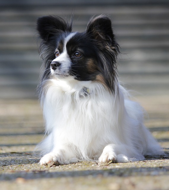 Good Dog Food for Chihuahuas