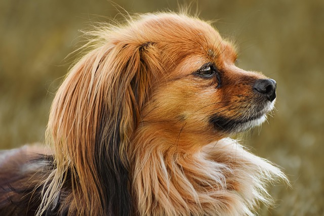 Health Concerns for Papillons
