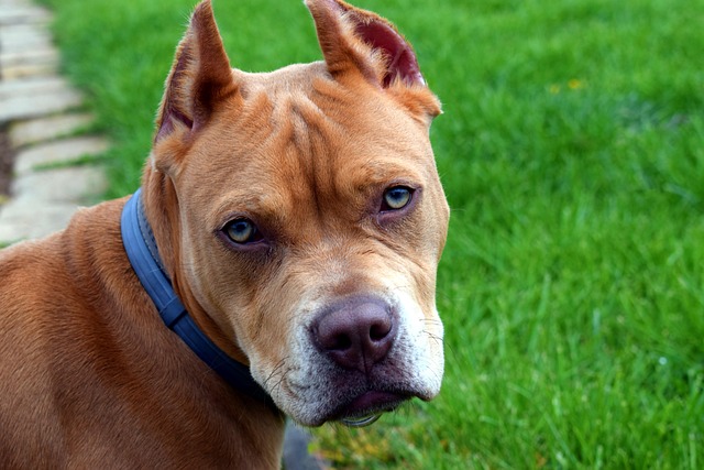 Health Concerns for Pit Bull Dogs