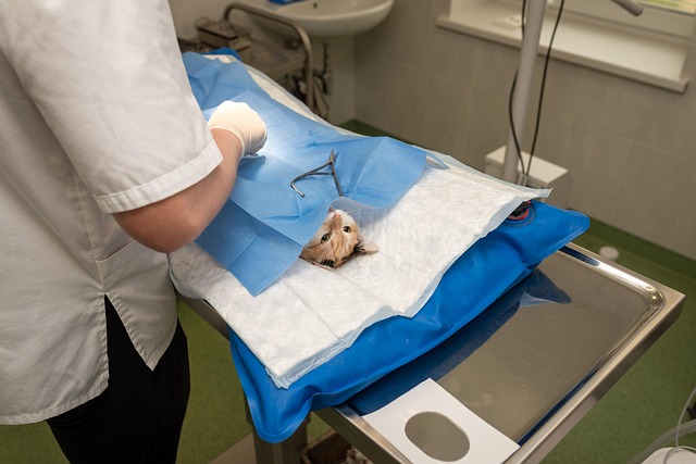 How Often Should Cats Visit the Vet