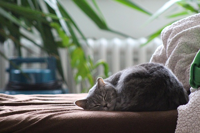 How to Calm Your Cat After Anesthesia