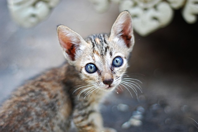 How to Care for Feral Cats in Winter