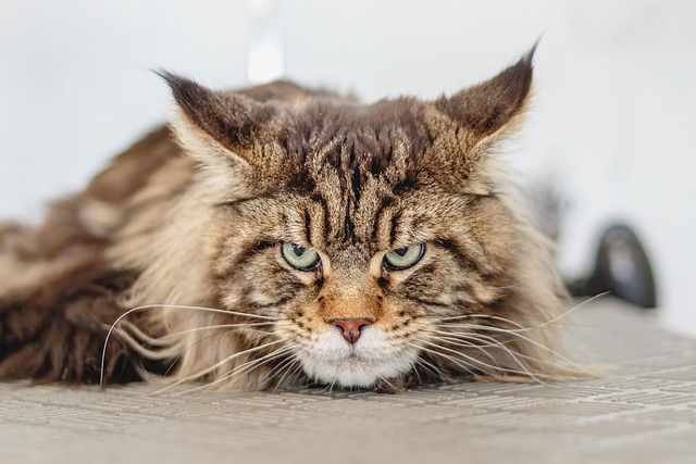 How to Care for Maine Coon Cats