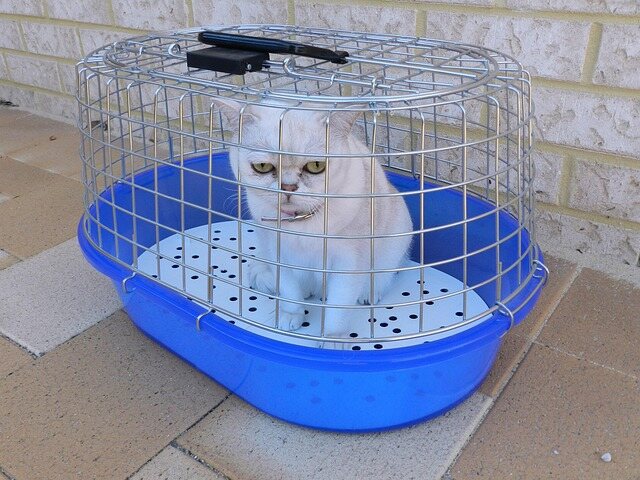 How to Secure a Cat Carrier in a Car