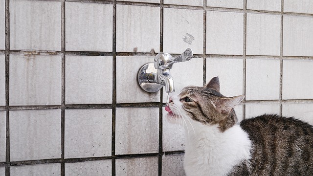 Hydrate Cats Who Refuse to Drink Water