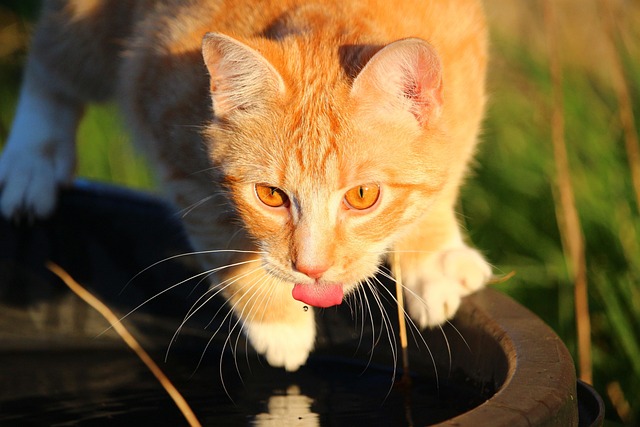 Hydrate Cats