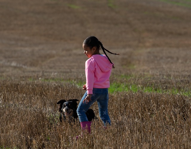 Immune-Mediated Hemolytic Anemia in Dogs