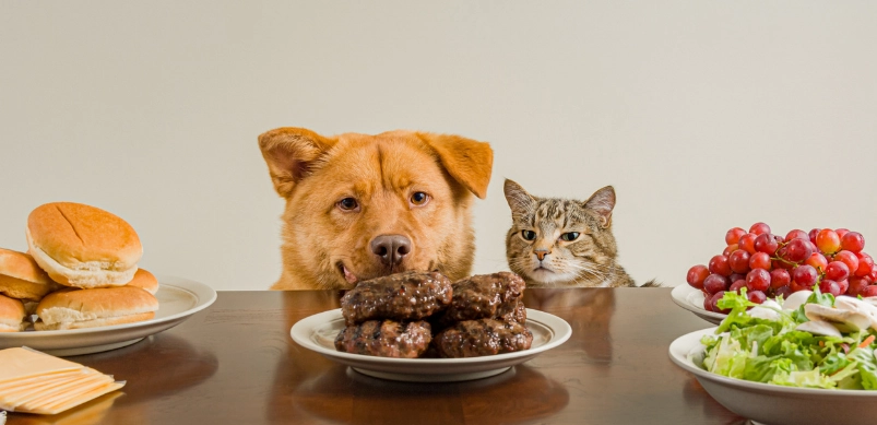 Is Cat Food Toxic to Dogs
