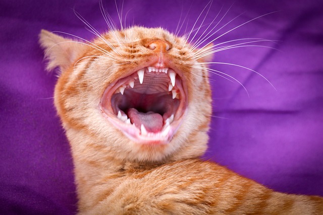 Is Yawning a Sign of Stress in Cats