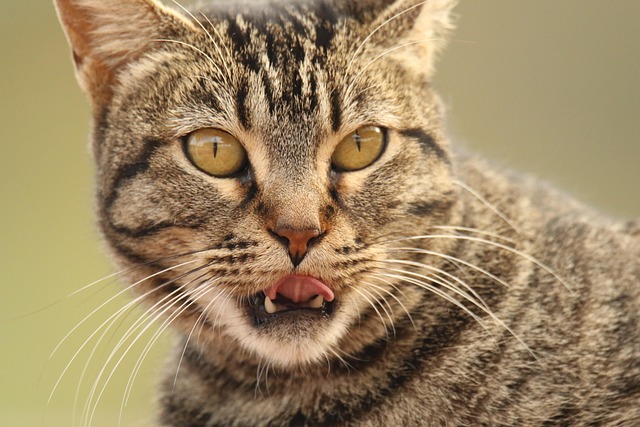 Keeping Your Cat’s Teeth Healthy