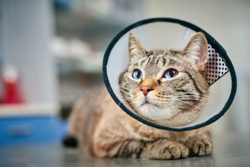 Male Cat Behavior After Neutering