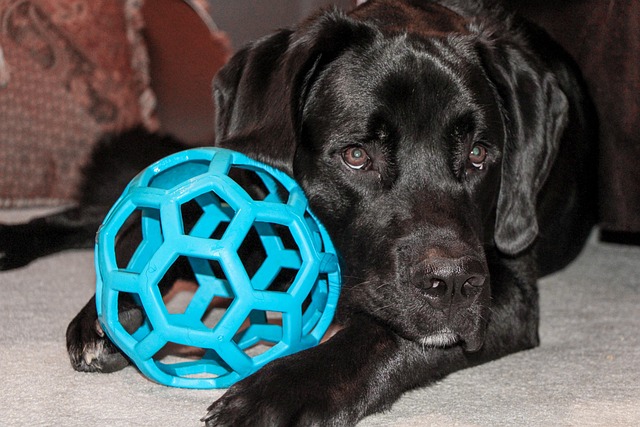 Newfoundland Dog Health Problems Guide