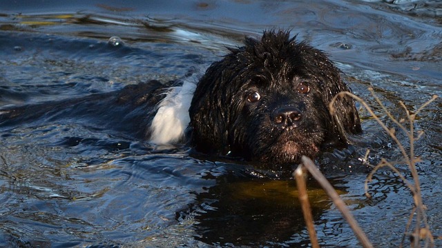 Newfoundland Dog Health Problems