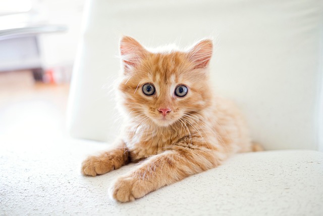 Orange Cat Behavior