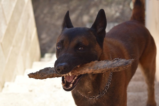 Protein in Dog Food