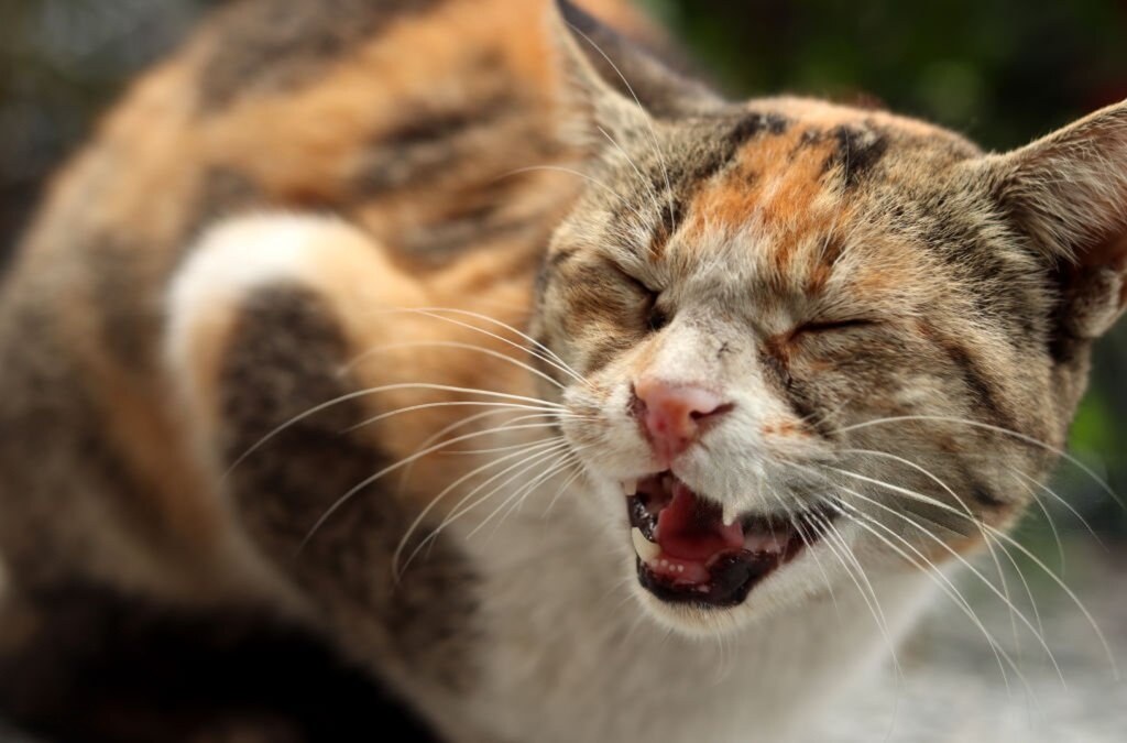 Stop Aggressive Behavior in Cats