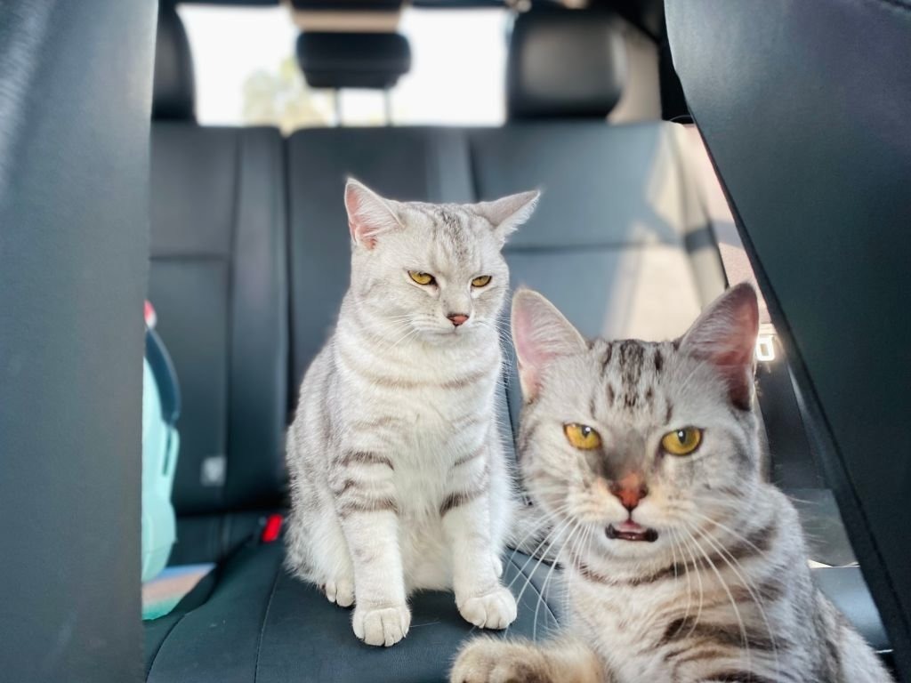 Stressed Cats in the Car