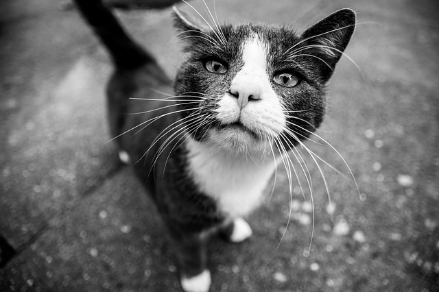 Techniques for Cat Behavior Modification