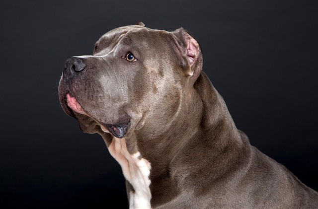 Top Health Concerns for Pit Bull Dogs