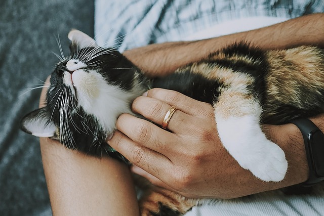 Understanding Cat Behavior