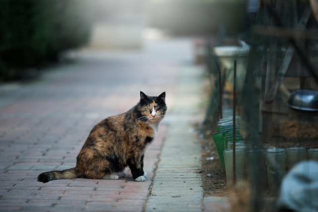 Understanding the Behavior of Feral Cats