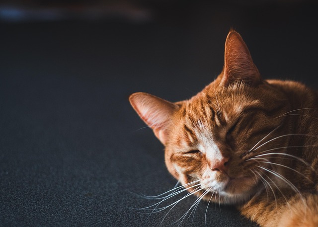 Unneutered Male Cat Behavior
