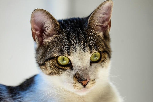 Unneutered Male Cat