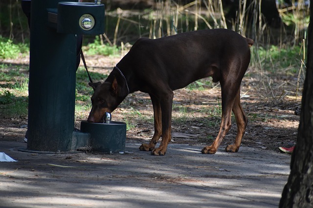 What Can You Give a Dehydrated Dog