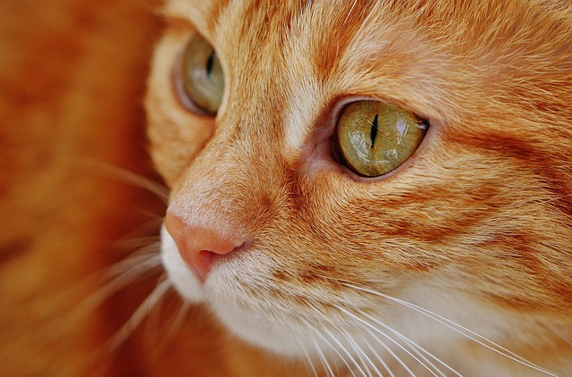What Is Orange Cat Behavior