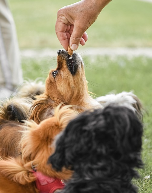 What Is a Good Dog Food for Chihuahuas