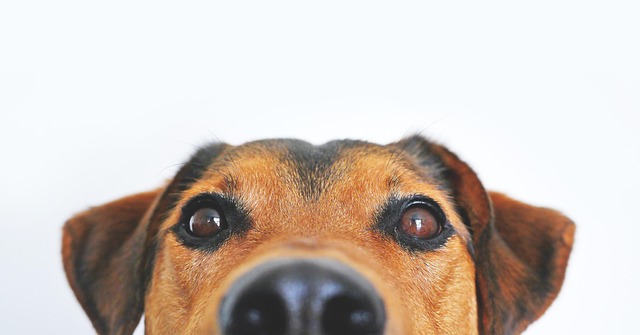 What is Autoimmune Disease in Dogs