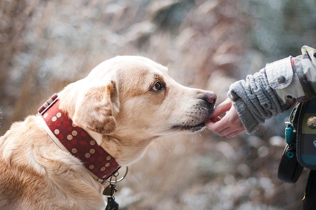 What to Feed a Dog When Out of Dog Food