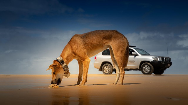 When Was Dog Food Invented