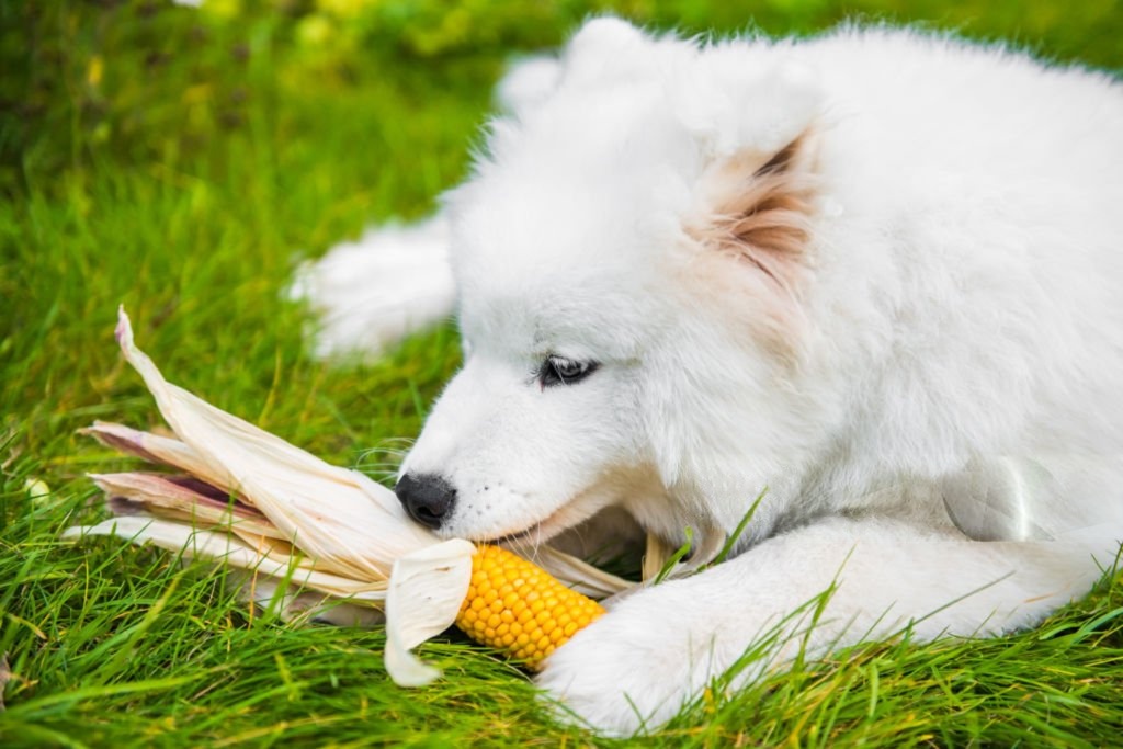 Why Corn Isn’t Always the Best Choice in Dog Food