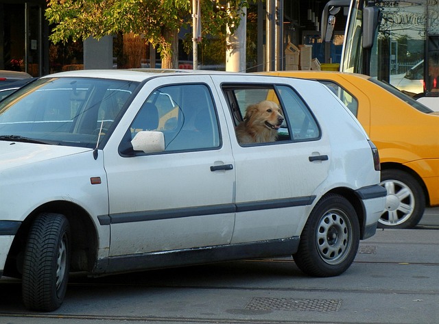 Why Dogs Like Car Rides