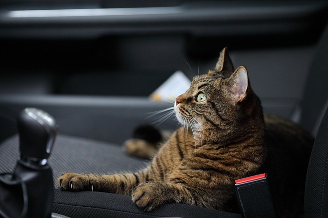 Why Your Car Smells Like Cat Pee