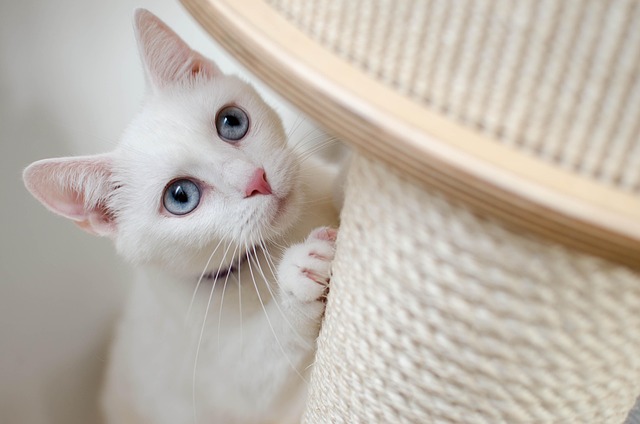 1-Year-Old Cat Behavior