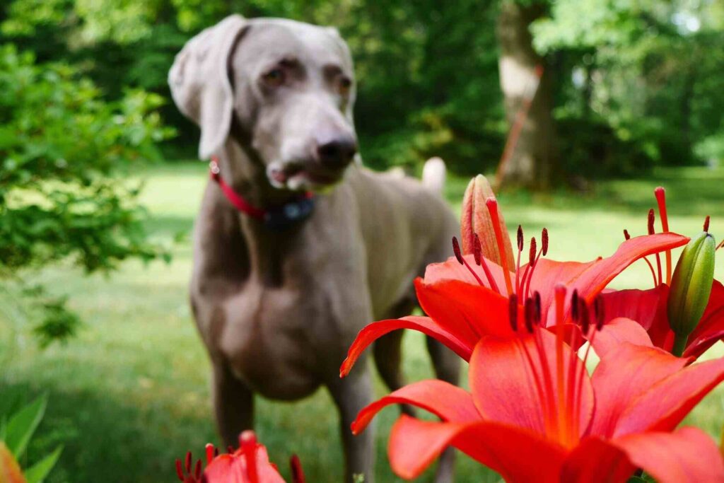 Are Lilies Toxic to Dogs
