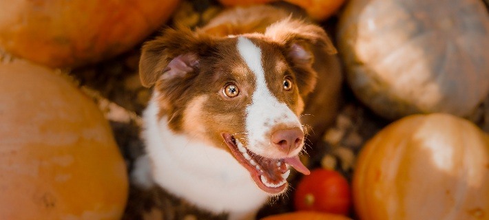 Are Pumpkin Seeds Good for Dogs