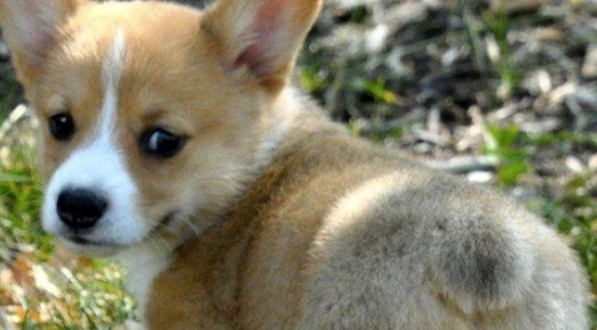 Are Some Dogs Naturally Born Without Tails