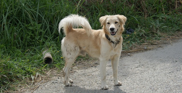 Can Dogs Eat Plantains