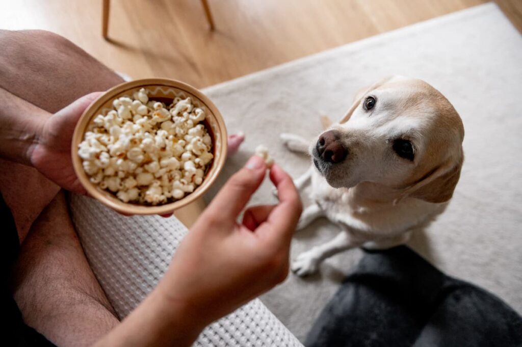 Can Dogs Safely Enjoy Smartfood Popcorn
