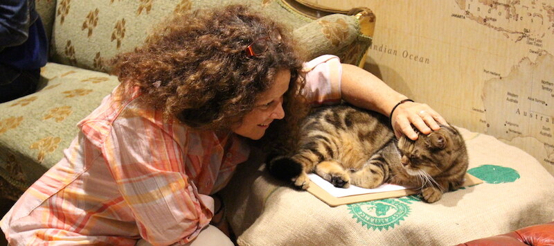 Cat Behavior Consultation