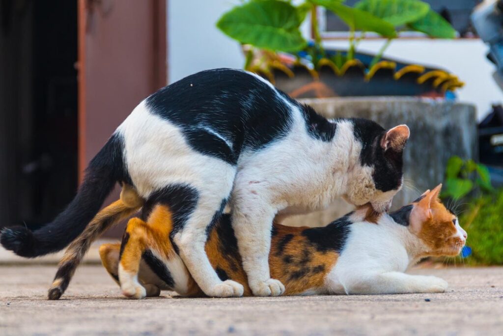 Cat Mating Behavior