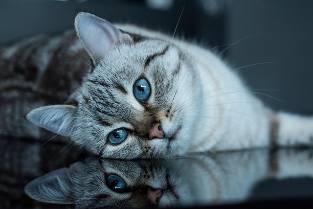 Cat Mirroring Behavior